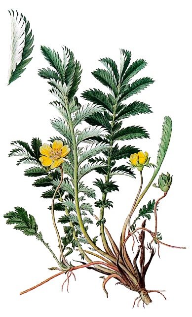 Potentille ansérine